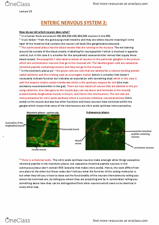 NEUR30002 Lecture Notes - Lecture 25: Dorsal Root Ganglion, Neuromuscular Junction, Pylorus thumbnail