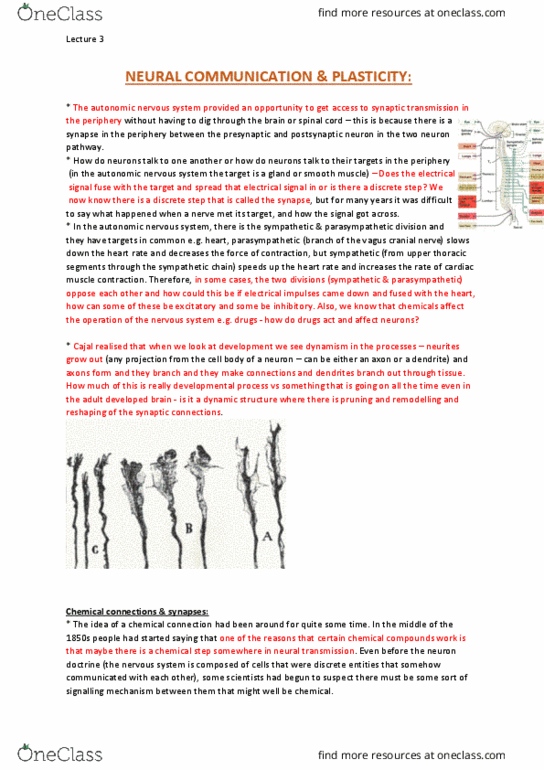 NEUR30003 Lecture Notes - Lecture 3: Neurotransmitter Receptor, Dendritic Spine, Granule Cell thumbnail