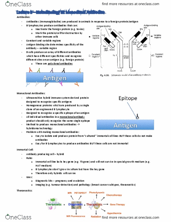 PHRM3041 Lecture Notes - Lecture 3: Immunogenicity, Trastuzumab, Polyclonal Antibodies thumbnail