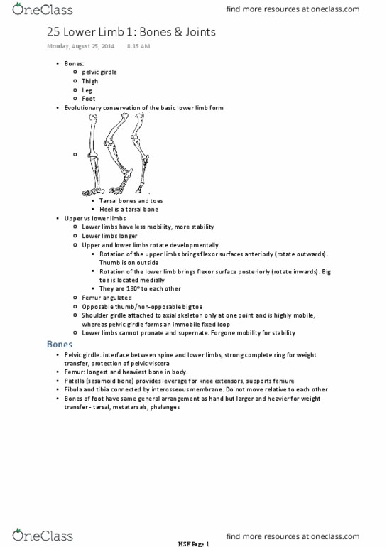 BIOM20002 Lecture Notes - Lecture 25: Pubic Symphysis, Soleus Muscle, Coccyx thumbnail