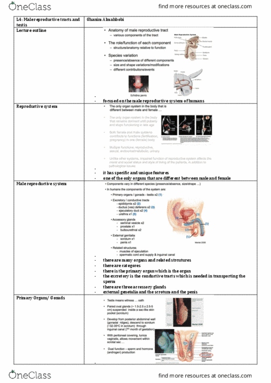 BIOL30001 Lecture Notes - Lecture 4: Foreign Body, Efferent Ducts, Spermatic Cord thumbnail