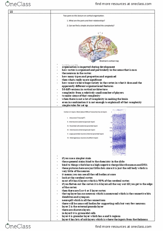 NEUR30004 Lecture Notes - Lecture 5: Visual Cortex, Blood Vessel, Neocortex thumbnail
