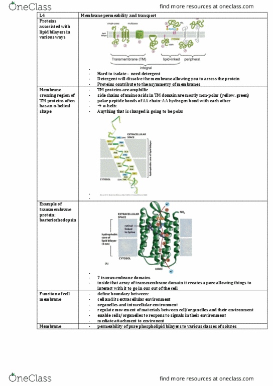 CEDB20003 Lecture Notes - Lecture 4: Electrochemical Gradient, Membrane Transport Protein, Sodium-Potassium Alloy thumbnail