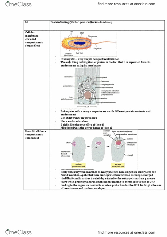 CEDB20003 Lecture Notes - Lecture 9: Hsp70, Nuclear Localization Sequence, Cytosol thumbnail