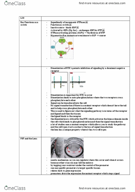 CEDB20003 Lecture Notes - Lecture 20: S Phase, Brain-Derived Neurotrophic Factor, Blastoma thumbnail