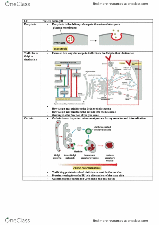 CEDB20003 Lecture Notes - Lecture 11: Endocytosis, Dynamin, Cell Membrane thumbnail