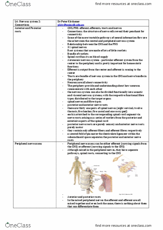 ANAT20006 Lecture Notes - Lecture 4: Elastin, Nerve Plexus, Collagen thumbnail