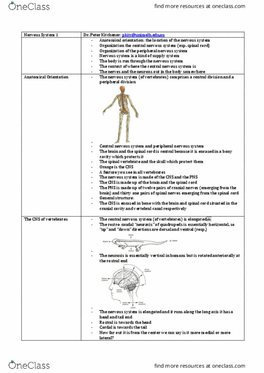 ANAT20006 Lecture Notes - Lecture 3: Grey Matter, Lateral Ventricles, Neurolemma thumbnail