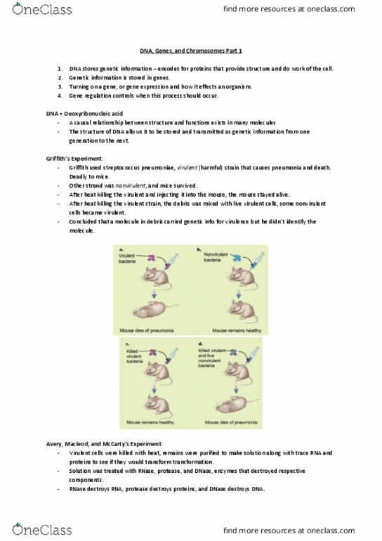 BIOA01H3 Lecture Notes - Lecture 1: Phosphodiester Bond, Nucleoside, Adenine thumbnail