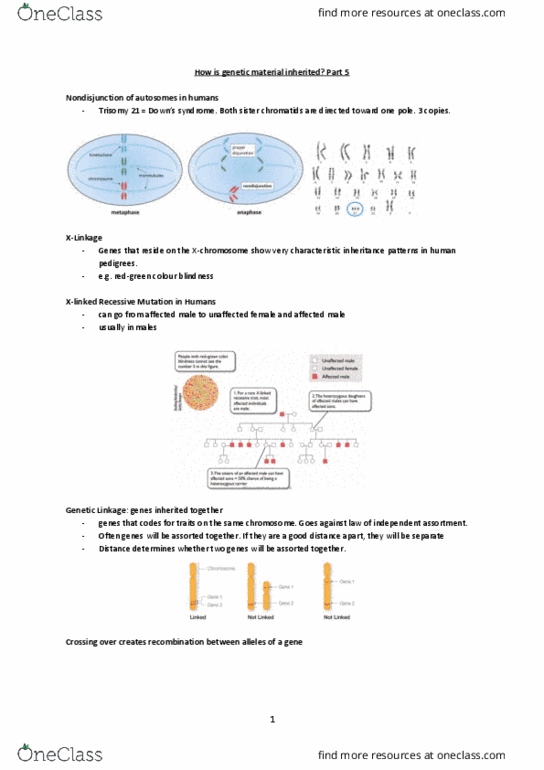 BIOA01H3 Lecture Notes - Lecture 18: Human Migration, Mitochondrion, Chloroplast Dna thumbnail