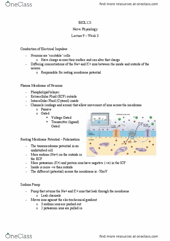 BIOL121 Lecture Notes - Lecture 9: Depolarization, Cholinergic, Sodium-Potassium Alloy thumbnail