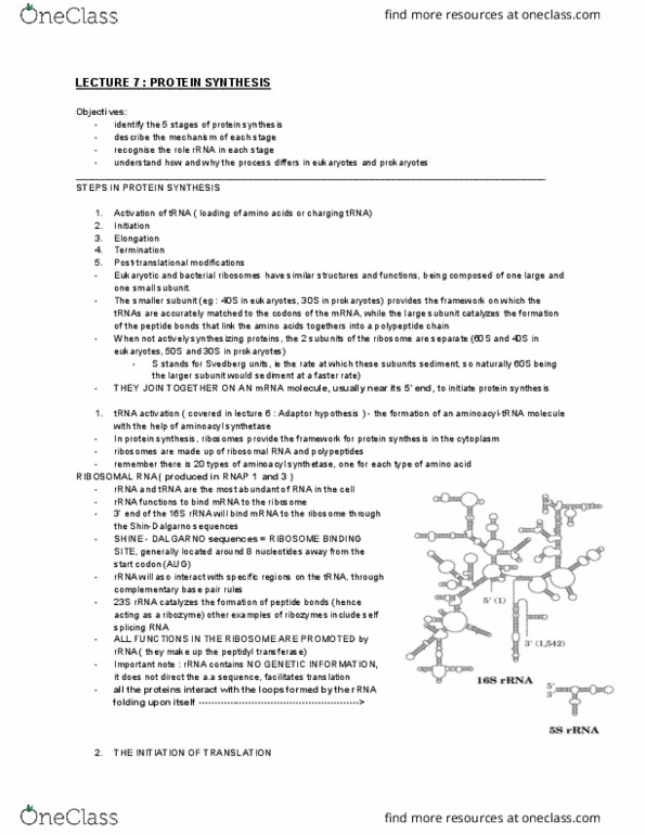 BMS1062 Lecture Notes - Lecture 7: Proinsulin, Disulfide, Thermodynamic Cycle thumbnail