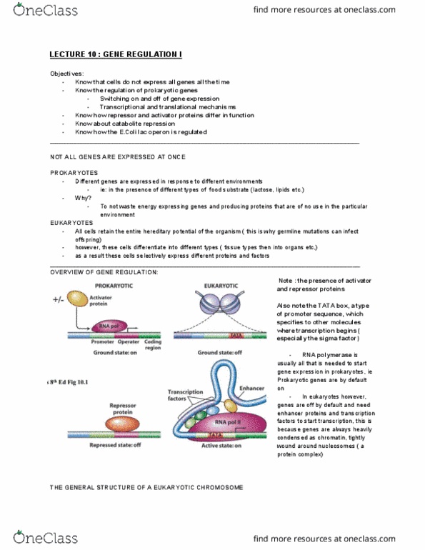 BMS1062 Lecture Notes - Lecture 10: Corepressor, Transfer Rna, Allolactose thumbnail