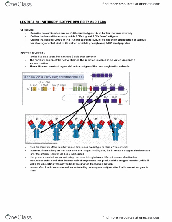 BMS1062 Lecture Notes - Lecture 28: Immunoglobulin A, Mhc Class Ii, Immunoglobulin G thumbnail