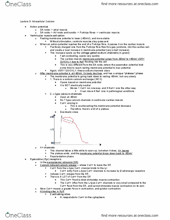 BIOM 4180 Lecture Notes - Lecture 3: Chlorine, Sympathetic Nervous System, Cell Membrane thumbnail
