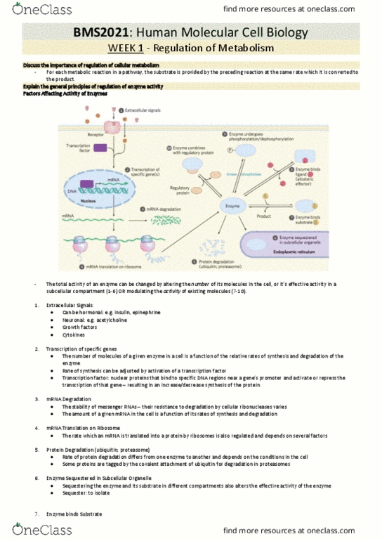 BMS2021 Lecture Notes - Lecture 1: Hmg-Coa Reductase, Turnover Number, Glycolysis thumbnail
