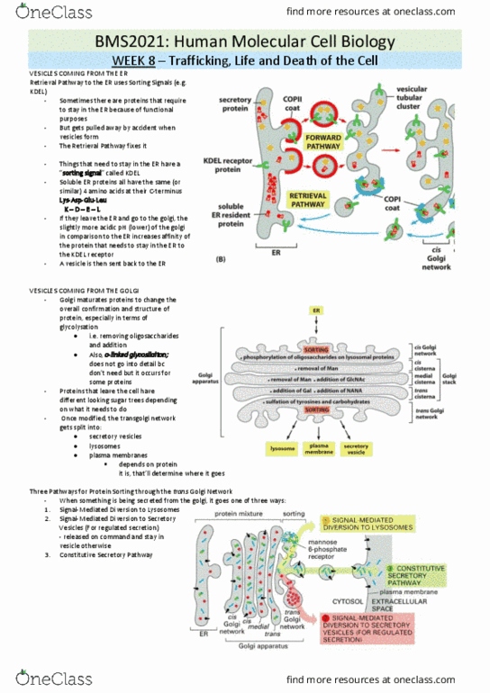 BMS2021 Lecture Notes - Lecture 8: Cysteine, Clathrin, Intermembrane Space thumbnail