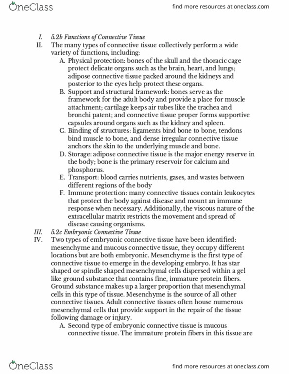 BMS 250 Chapter Notes - Chapter 5: Fetus, Perichondrium, Umbilical Cord thumbnail