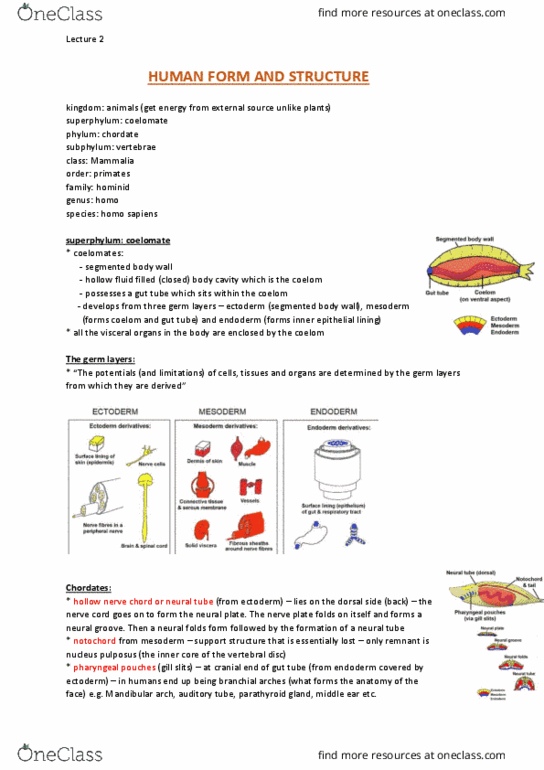 ANAT20006 Lecture Notes - Lecture 2: Epiglottis, Sebaceous Gland, Ulna thumbnail