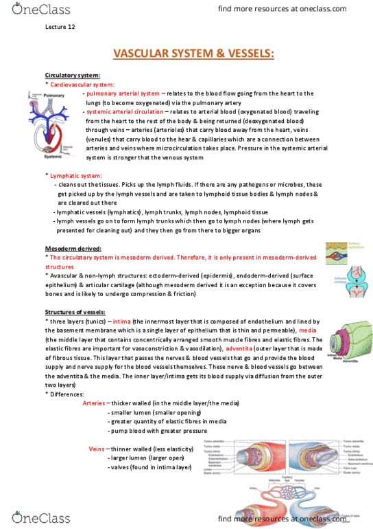 ANAT20006 Lecture Notes - Lecture 12: Autonomic Nervous System, Erectile Tissue, Artery thumbnail