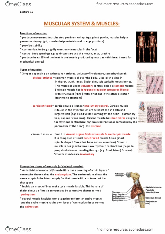 ANAT20006 Lecture Notes - Lecture 10: Synovial Sheath, Nerve Plexus, Motor Unit thumbnail