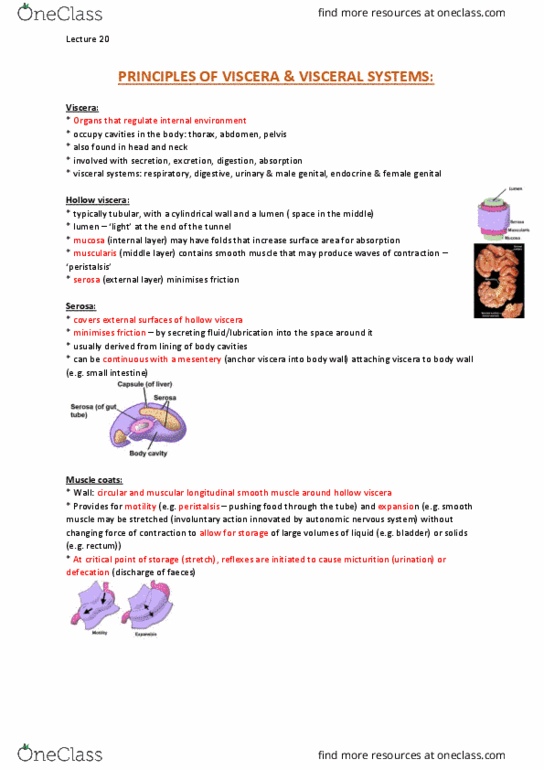 ANAT20006 Lecture Notes - Lecture 20: Duodenum, Skeletal Muscle, Somatic Nervous System thumbnail
