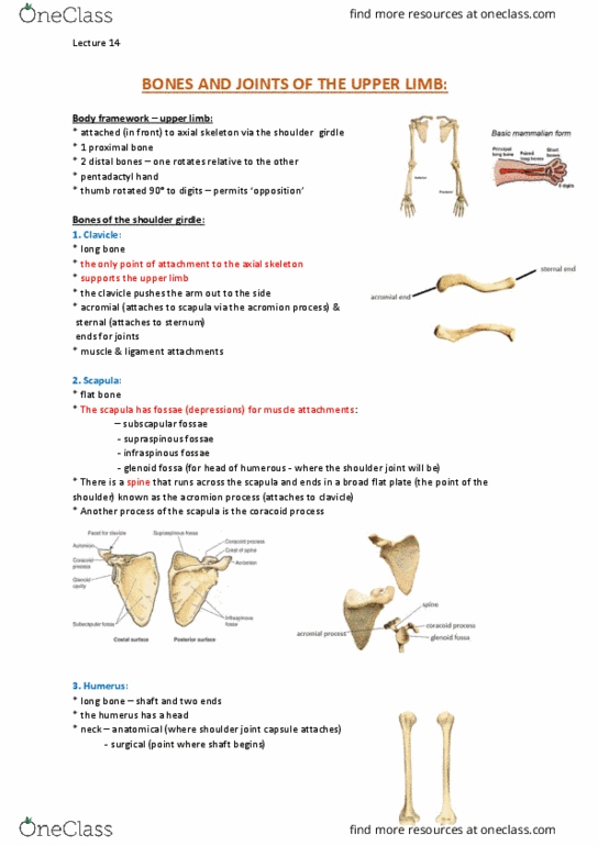 ANAT20006 Lecture Notes - Lecture 14: Phalanx Bone, Bicipital Groove, Rib Cage thumbnail