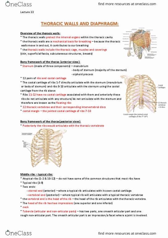 ANAT20006 Lecture Notes - Lecture 22: Anterior Ramus Of Spinal Nerve, Intercostal Arteries, Intercostal Nerves thumbnail