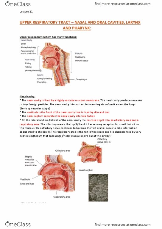 ANAT20006 Lecture Notes - Lecture 21: Vestibular Fold, Nasal Concha, Frontal Bone thumbnail
