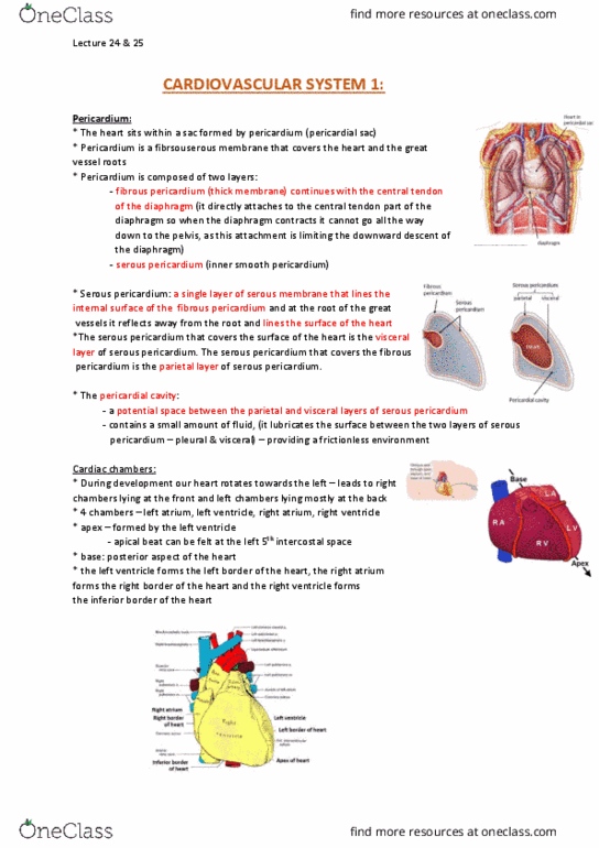 ANAT20006 Lecture Notes - Lecture 24: Arteriole, Thoracic Vertebrae, Brachiocephalic Artery thumbnail