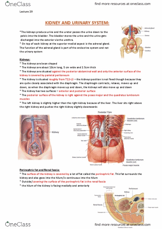 ANAT20006 Lecture Notes - Lecture 29: Kidney Stone Disease, Iliac Crest, Urinary Meatus thumbnail