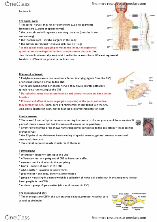 ANAT20006 Lecture Notes - Lecture 4: Autonomic Nervous System, Postganglionic Nerve Fibers, Preganglionic Nerve Fibers thumbnail
