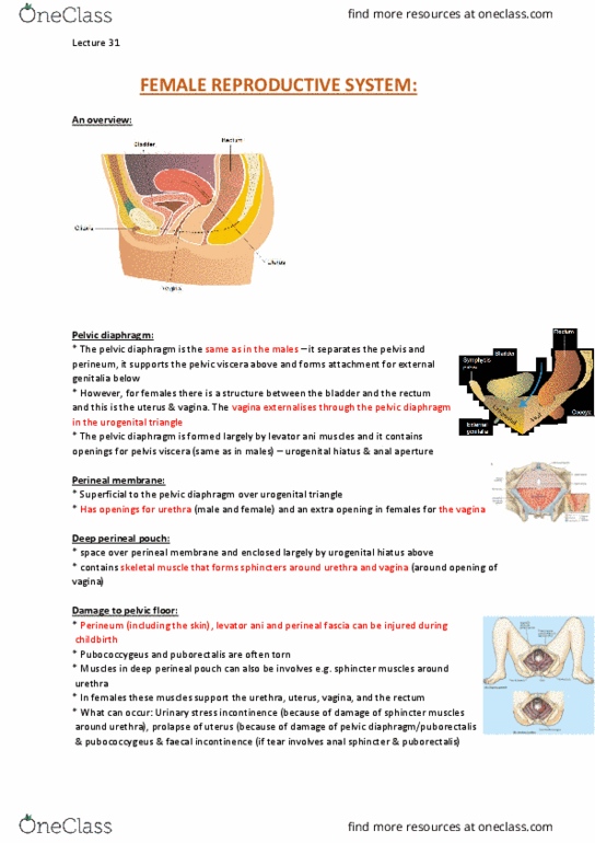 ANAT20006 Lecture Notes - Lecture 31: Endometrium, Internal Iliac Artery, Ectopic Pregnancy thumbnail