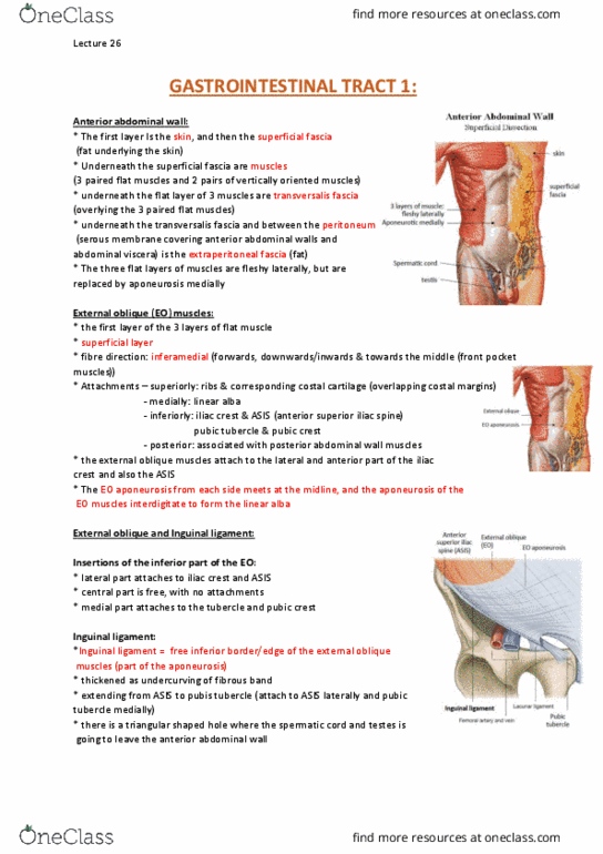 ANAT20006 Lecture Notes - Lecture 26: Abdominal Cavity, Abdominal Internal Oblique Muscle, Conjoint Tendon thumbnail