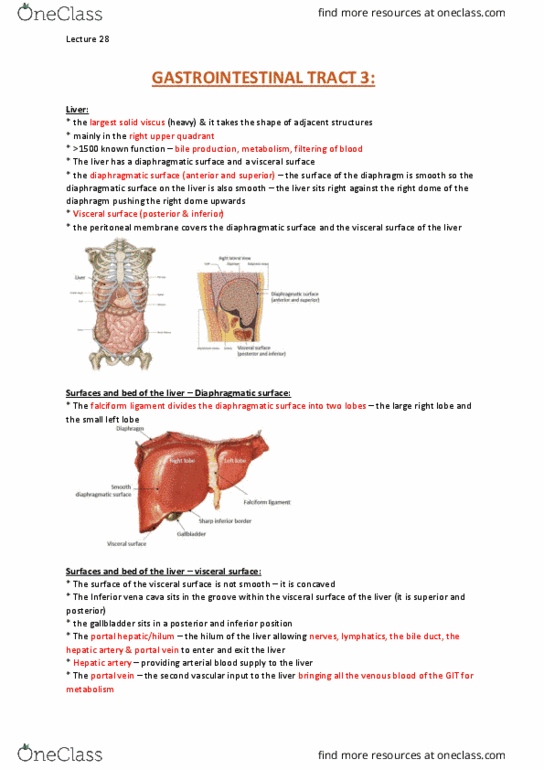 ANAT20006 Lecture Notes - Lecture 28: Common Bile Duct, Esophagus, Duodenum thumbnail