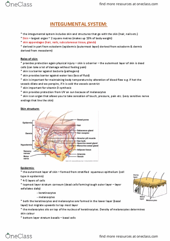 ANAT20006 Lecture Notes - Lecture 11: Merocrine, Sebaceous Gland, Sympathetic Nervous System thumbnail
