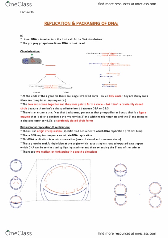 GENE20001 Lecture Notes - Lecture 14: Cyclic Permutation, Concatemer, Enterobacteria Phage T4 thumbnail
