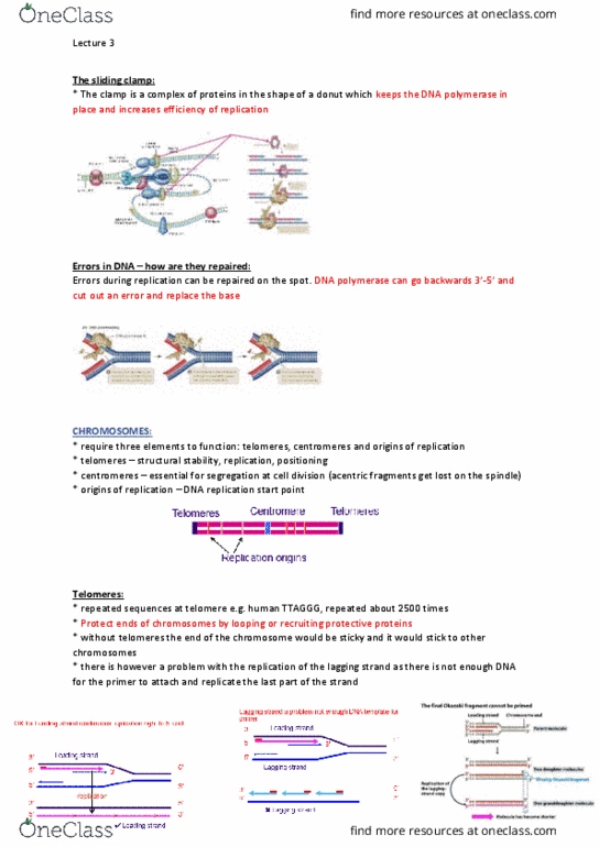 BIOL10005 Lecture Notes - Lecture 3: Trisomy, Deoxyribonucleotide, Chorionic Villus Sampling thumbnail