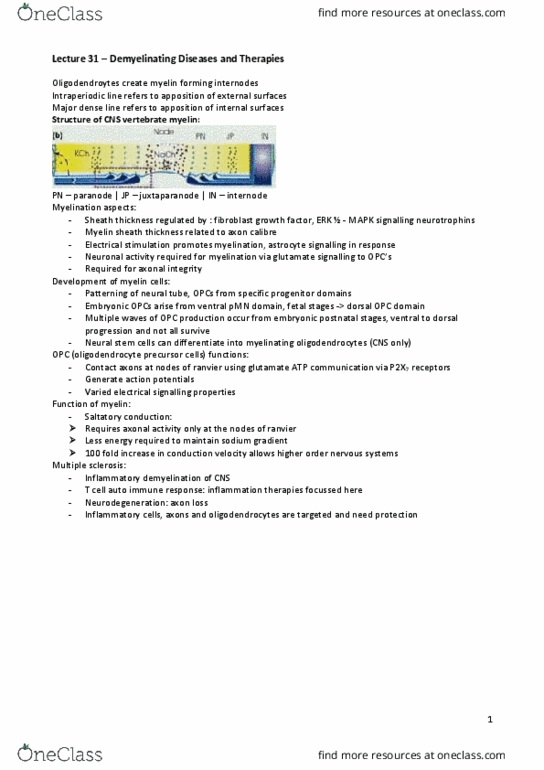 NEUR3301 Lecture Notes - Lecture 31: Periventricular Leukomalacia, Axoplasmic Transport, Phagocytosis thumbnail