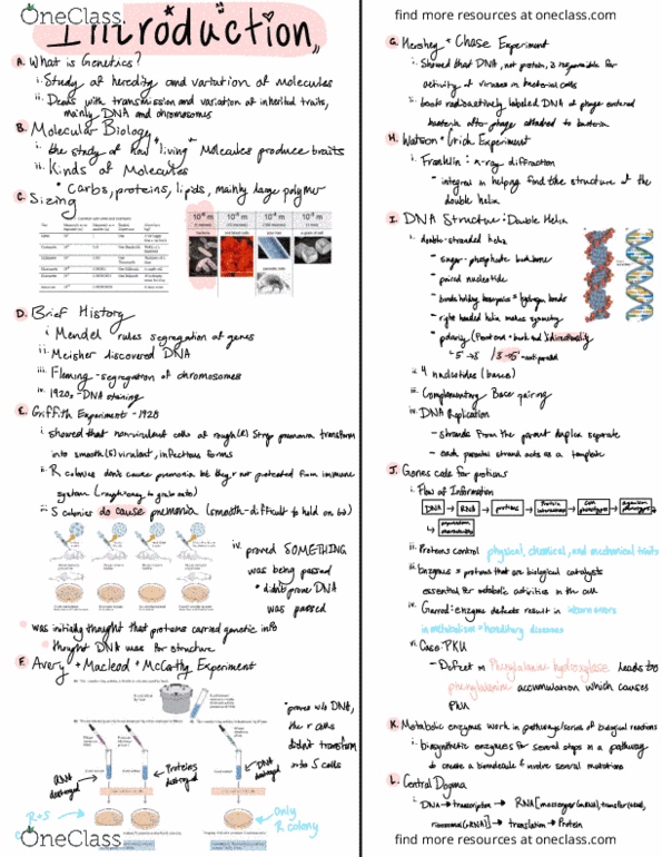 BIOL 2301 Lecture Notes - Lecture 1: Dna Replication, Ribose, Isoniazid thumbnail