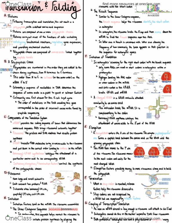 BIOL 2301 Lecture Notes - Lecture 9: Polysome, Hydrophile, Beta Sheet thumbnail