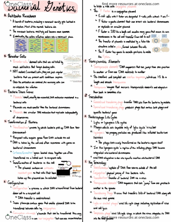 BIOL 2301 Lecture Notes - Lecture 7: Ampicillin, Sticky And Blunt Ends, Microbiological Culture thumbnail