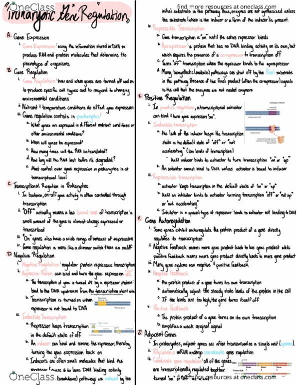 BIOL 2301 Lecture 10: Prokaryotic Gene Regulation thumbnail