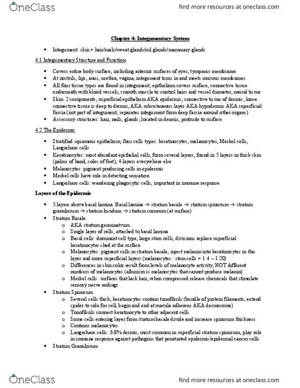 BISC 3221 Chapter Notes - Chapter 4: Tretinoin, Calcitriol, Merocrine thumbnail