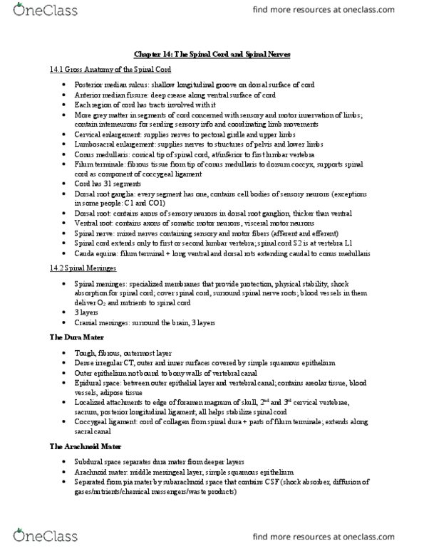 BISC 3221 Chapter Notes - Chapter 14: Muscle Spindle, Commissure, Postganglionic Nerve Fibers thumbnail