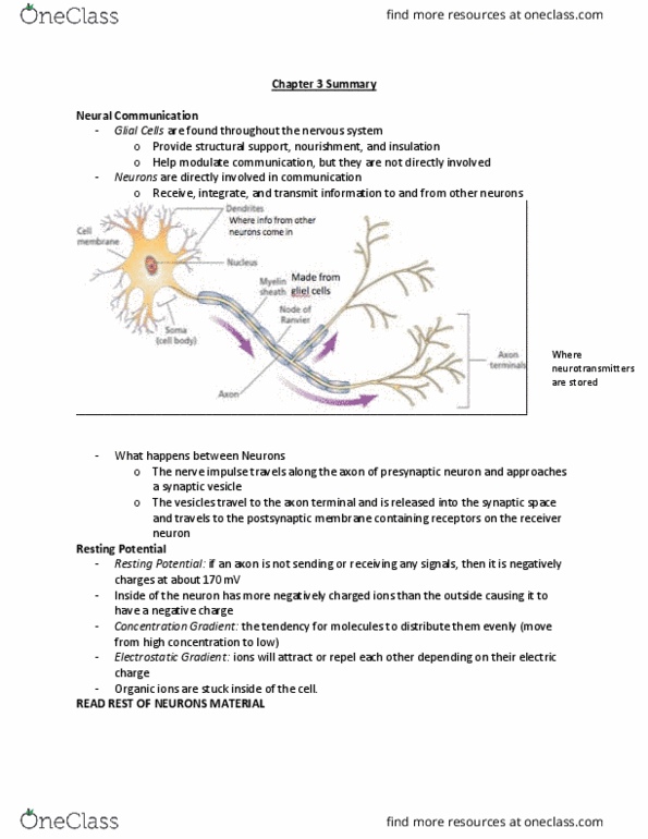 PSYC 1000 Chapter Notes - Chapter 3: Limbic System, Endocrine System, Temporal Lobe thumbnail