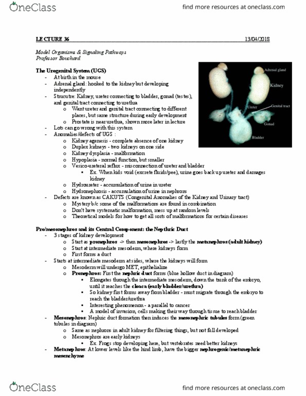 BIOC 212 Lecture Notes - Lecture 13: Phosphorylation, Urinary System, Morphogen thumbnail