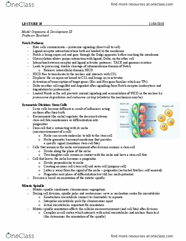 BIOC 212 Lecture Notes - Lecture 13: Apoptosis, Efferent Nerve Fiber, C-Jun N-Terminal Kinases thumbnail