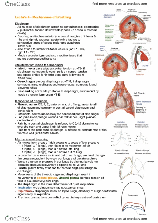 ANAT30008 Lecture Notes - Lecture 4: Median Arcuate Ligament, Pulmonary Pleurae, Phrenic Nerve thumbnail