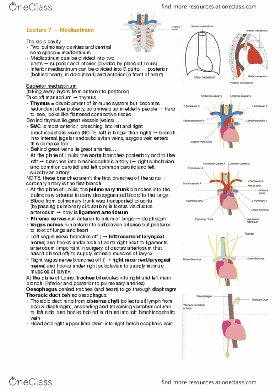 ANAT30008 Lecture Notes - Lecture 7: Referred Pain, Hemiazygos Vein, Recurrent Laryngeal Nerve thumbnail